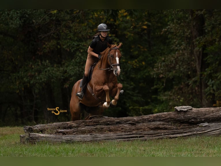 American Quarter Horse Ruin 4 Jaar 152 cm Roodvos in Bogard