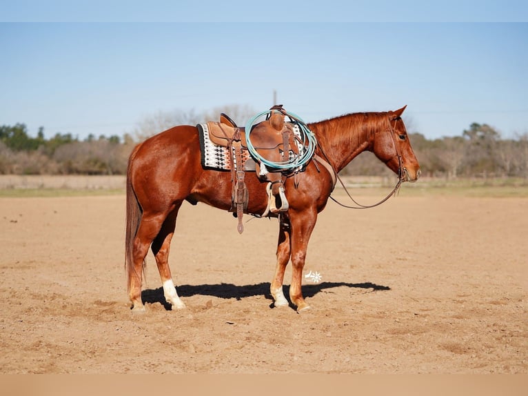 American Quarter Horse Ruin 4 Jaar 152 cm Roodvos in Huntsville