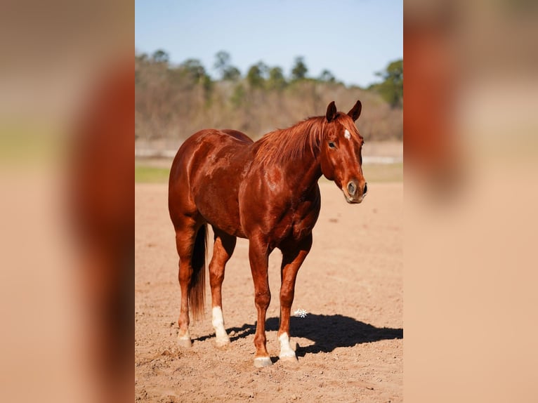 American Quarter Horse Ruin 4 Jaar 152 cm Roodvos in Huntsville