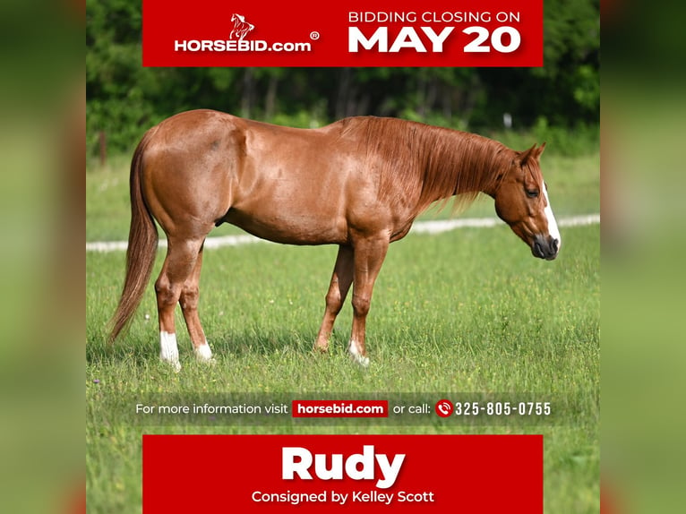 American Quarter Horse Ruin 4 Jaar 152 cm Roodvos in Stephenville