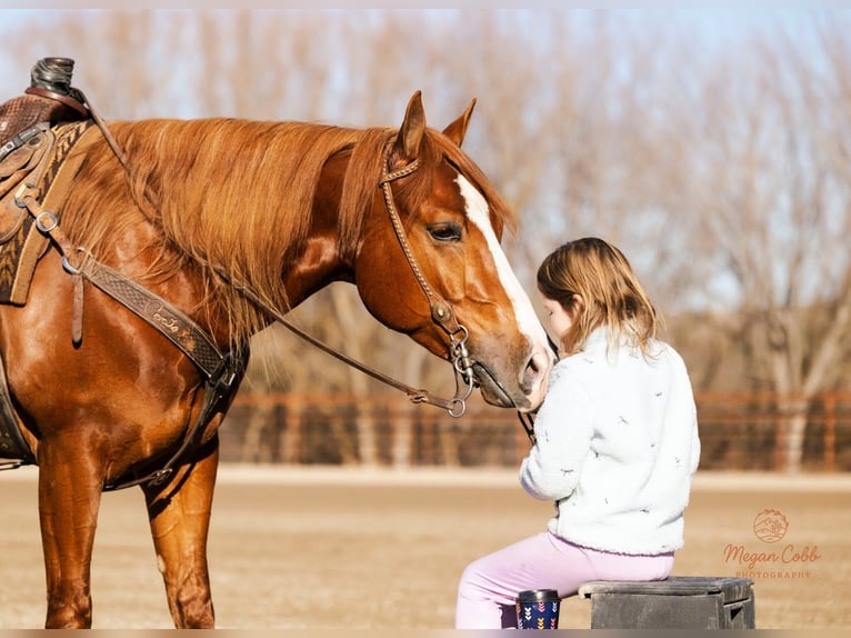 American Quarter Horse Ruin 4 Jaar 152 cm Roodvos in Caldwell