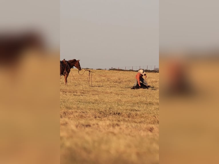 American Quarter Horse Ruin 4 Jaar 152 cm Roodvos in Stephenville