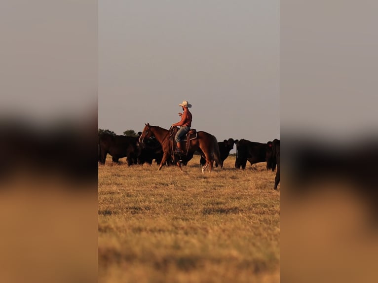 American Quarter Horse Ruin 4 Jaar 152 cm Roodvos in Stephenville
