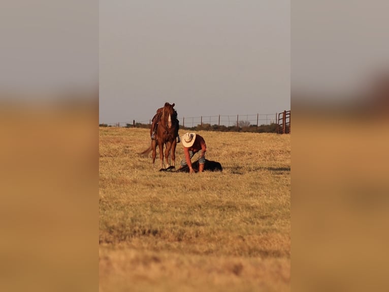 American Quarter Horse Ruin 4 Jaar 152 cm Roodvos in Stephenville