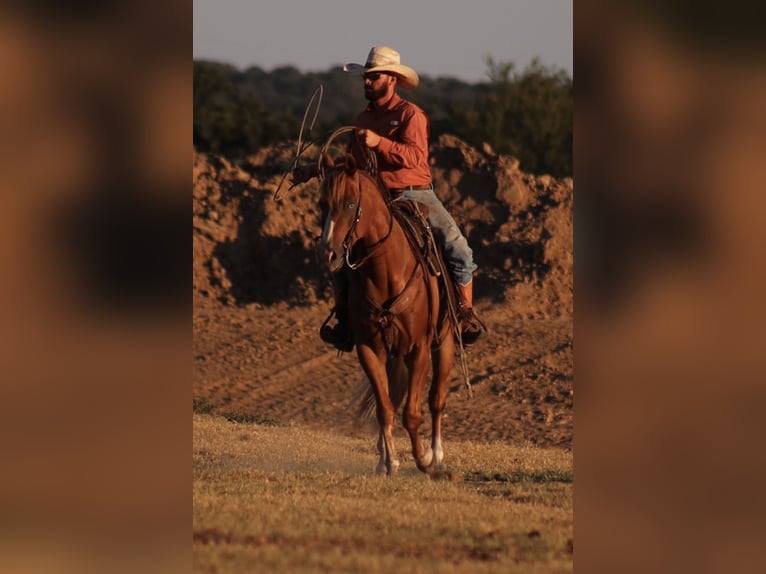 American Quarter Horse Ruin 4 Jaar 152 cm Roodvos in Stephenville