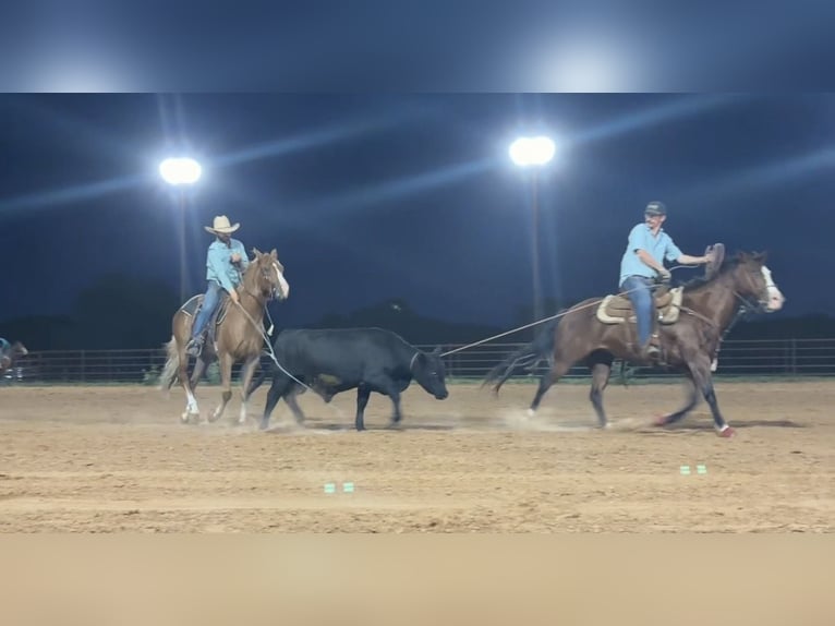 American Quarter Horse Ruin 4 Jaar 152 cm Roodvos in Stephenville