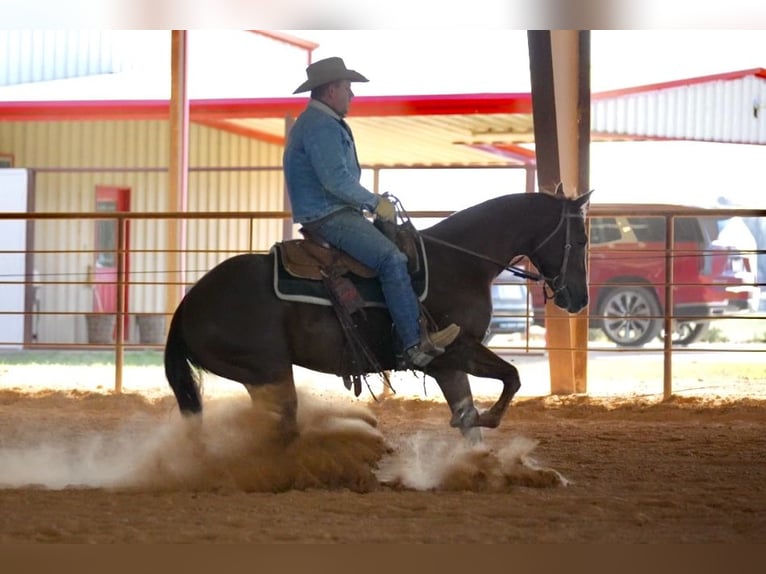 American Quarter Horse Ruin 4 Jaar 152 cm Roodvos in Pollok, TX