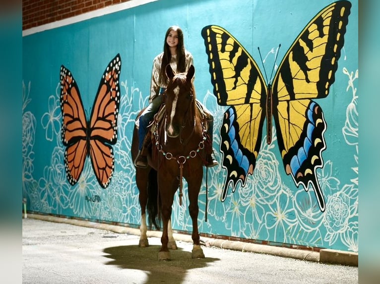 American Quarter Horse Ruin 4 Jaar 152 cm Roodvos in Pollok, TX