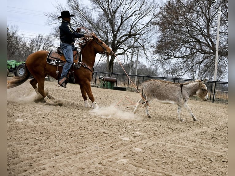 American Quarter Horse Ruin 4 Jaar 152 cm Roodvos in Checotah