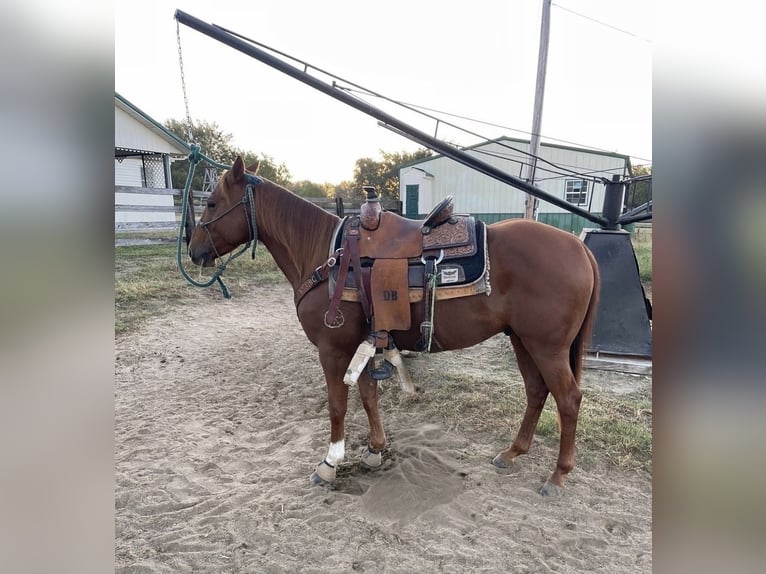 American Quarter Horse Ruin 4 Jaar 152 cm Roodvos in Checotah