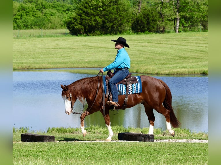 American Quarter Horse Ruin 4 Jaar 152 cm Roodvos in Buffalo, MO