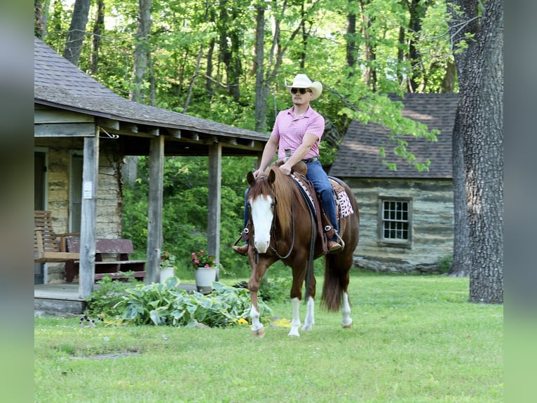 American Quarter Horse Ruin 4 Jaar 152 cm Roodvos in Buffalo, MO