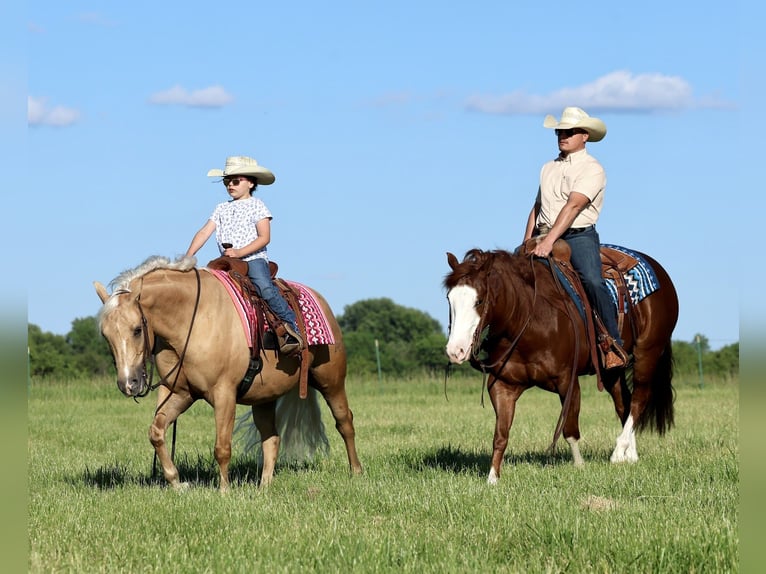 American Quarter Horse Ruin 4 Jaar 152 cm Roodvos in Buffalo, MO