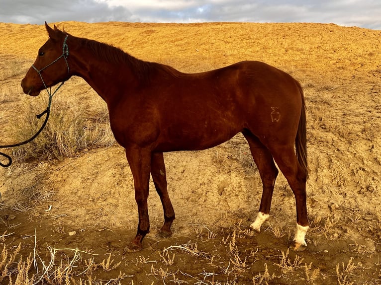 American Quarter Horse Ruin 4 Jaar 152 cm Roodvos in Casa Grande