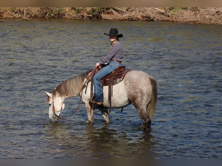 American Quarter Horse Ruin 4 Jaar 152 cm Schimmel in Clarion