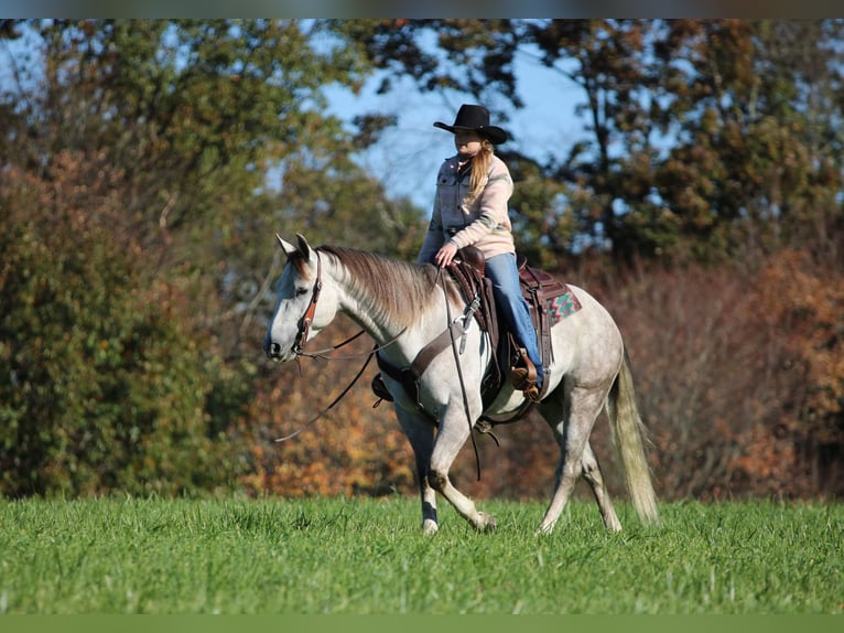 American Quarter Horse Ruin 4 Jaar 152 cm Schimmel in Clarion