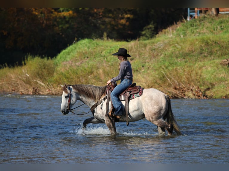 American Quarter Horse Ruin 4 Jaar 152 cm Schimmel in Clarion