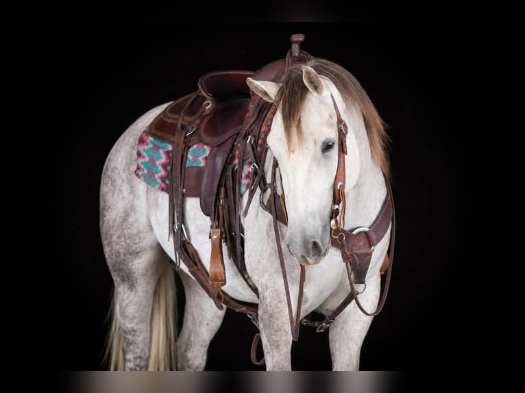American Quarter Horse Ruin 4 Jaar 152 cm Schimmel in Clarion