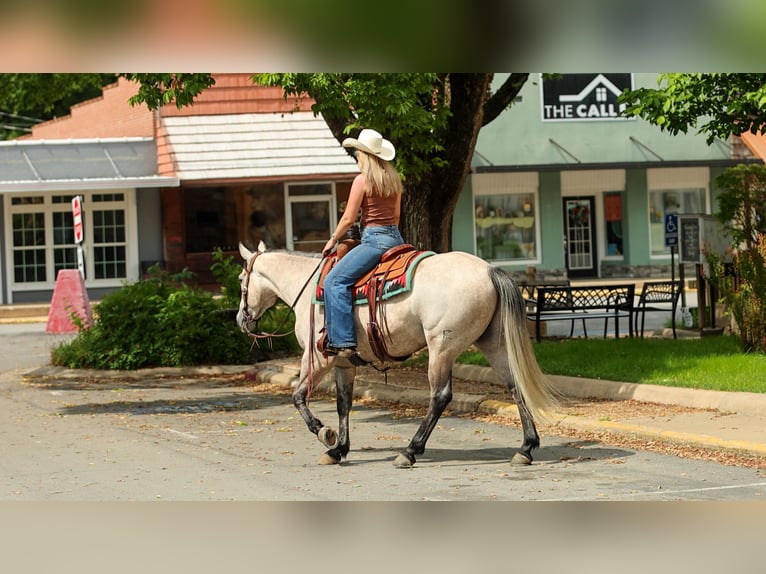 American Quarter Horse Ruin 4 Jaar 152 cm Schimmel in Quitman