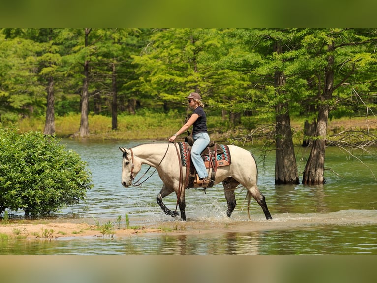 American Quarter Horse Ruin 4 Jaar 152 cm Schimmel in Quitman