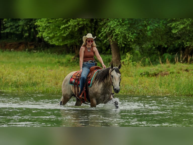 American Quarter Horse Ruin 4 Jaar 152 cm Schimmel in Quitman