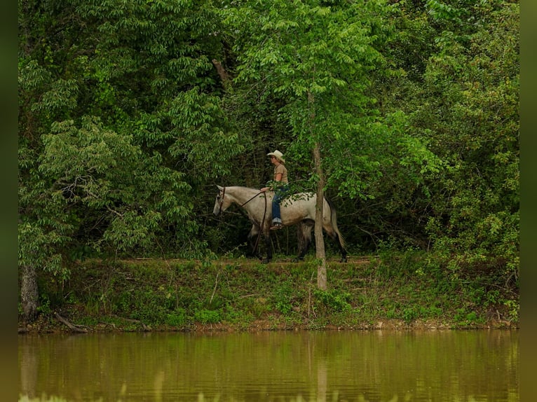 American Quarter Horse Ruin 4 Jaar 152 cm Schimmel in Quitman