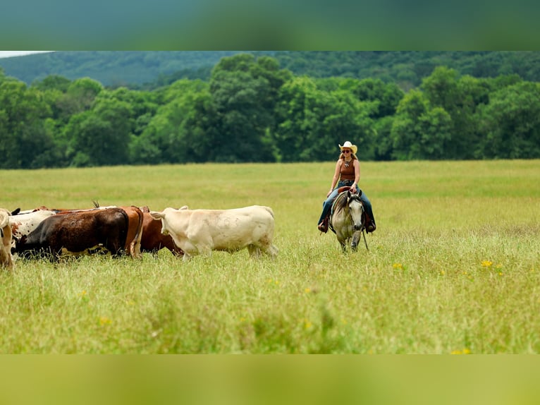 American Quarter Horse Ruin 4 Jaar 152 cm Schimmel in Quitman