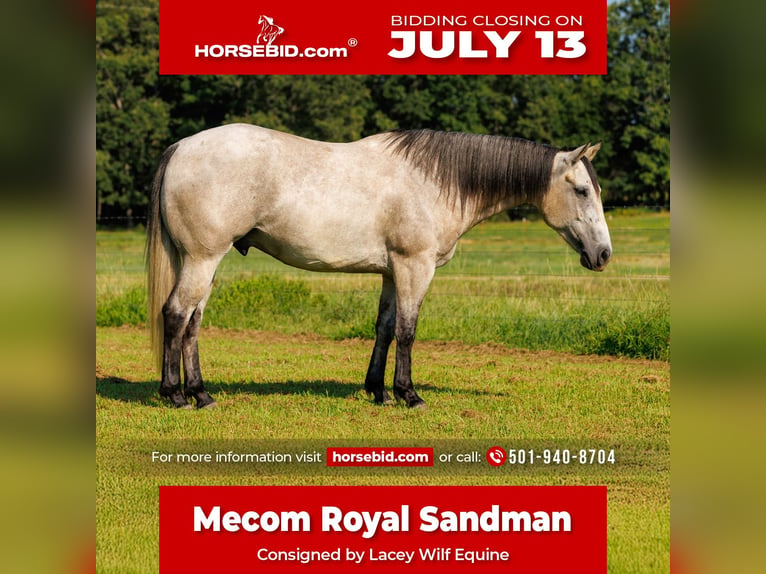 American Quarter Horse Ruin 4 Jaar 152 cm Schimmel in Quitman
