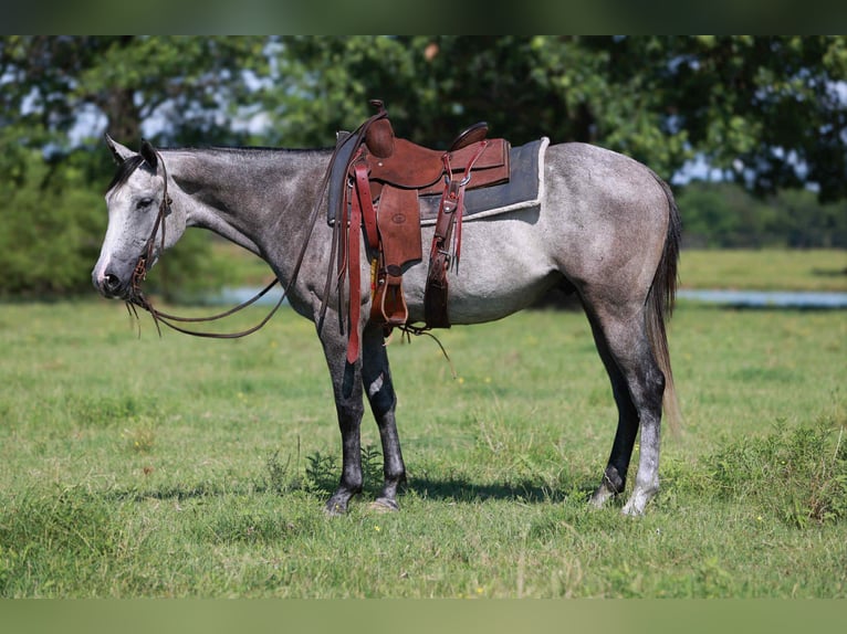 American Quarter Horse Ruin 4 Jaar 152 cm Schimmel in Canton TX
