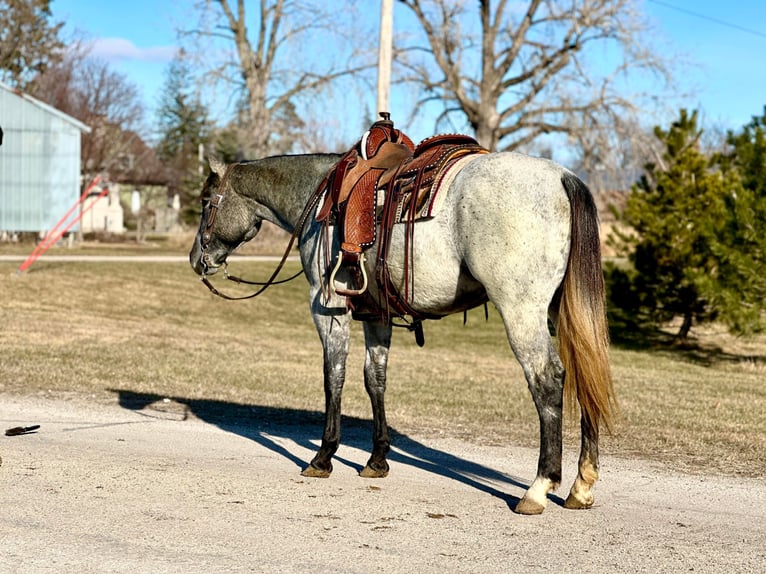 American Quarter Horse Ruin 4 Jaar 152 cm Schimmel in Zearing IA