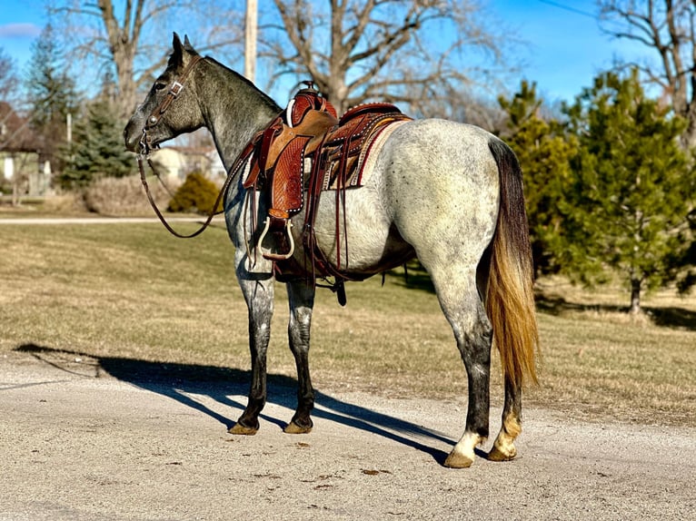 American Quarter Horse Ruin 4 Jaar 152 cm Schimmel in Zearing IA