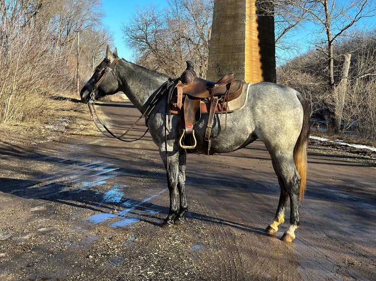 American Quarter Horse Ruin 4 Jaar 152 cm Schimmel in Zearing IA