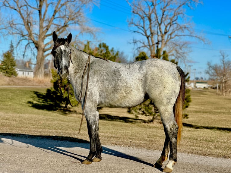 American Quarter Horse Ruin 4 Jaar 152 cm Schimmel in Zearing IA