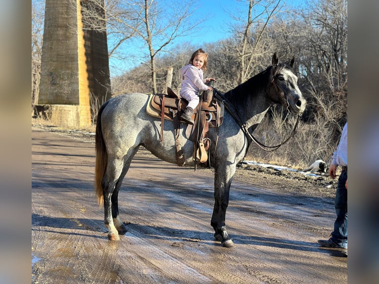 American Quarter Horse Ruin 4 Jaar 152 cm Schimmel in Zearing IA