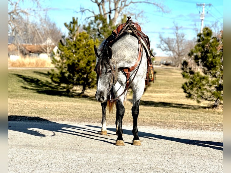 American Quarter Horse Ruin 4 Jaar 152 cm Schimmel in Zearing IA