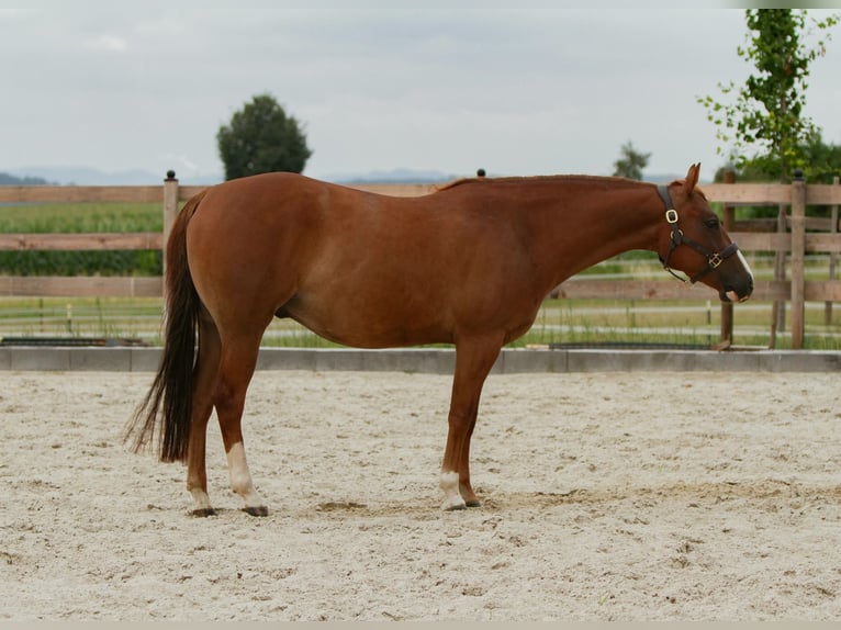 American Quarter Horse Ruin 4 Jaar 152 cm Vos in Duingen