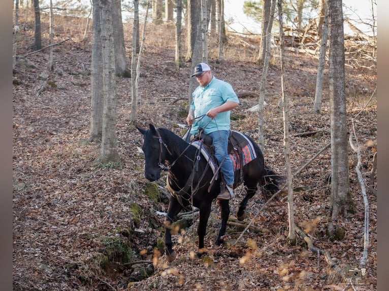 American Quarter Horse Ruin 4 Jaar 152 cm Zwart in Tompkinsville