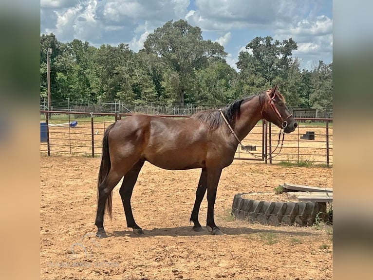 American Quarter Horse Ruin 4 Jaar 152 cm Zwart in New Summerfield, TX