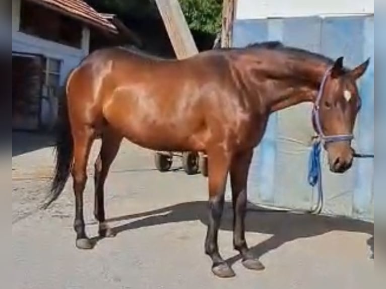 American Quarter Horse Ruin 4 Jaar 153 cm Bruin in RosenbergOberdrauburg