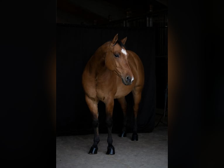 American Quarter Horse Ruin 4 Jaar 153 cm Bruin in München