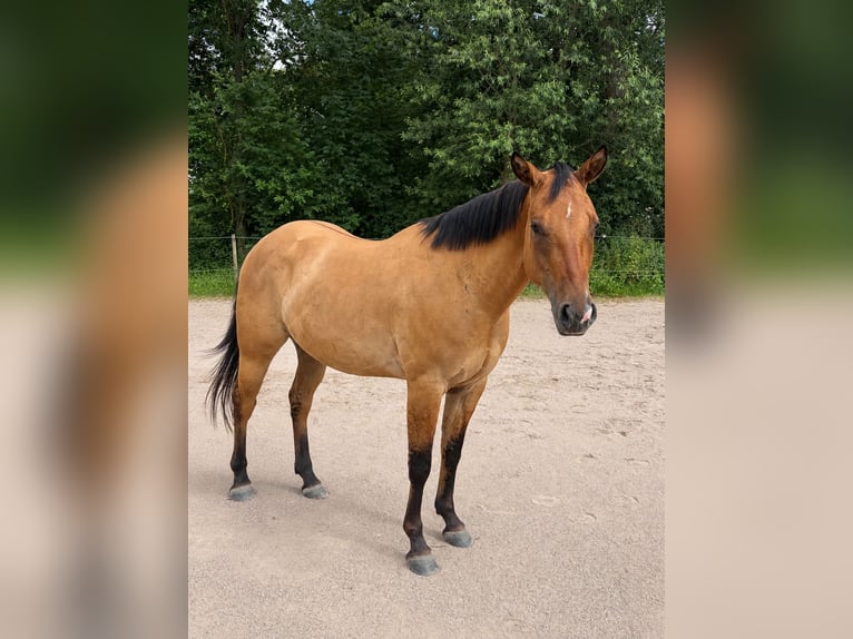 American Quarter Horse Ruin 4 Jaar 153 cm Falbe in Martinroda
