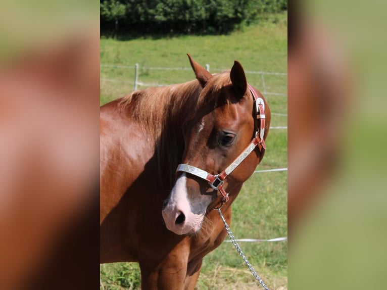 American Quarter Horse Ruin 4 Jaar 153 cm Vos in Schierling