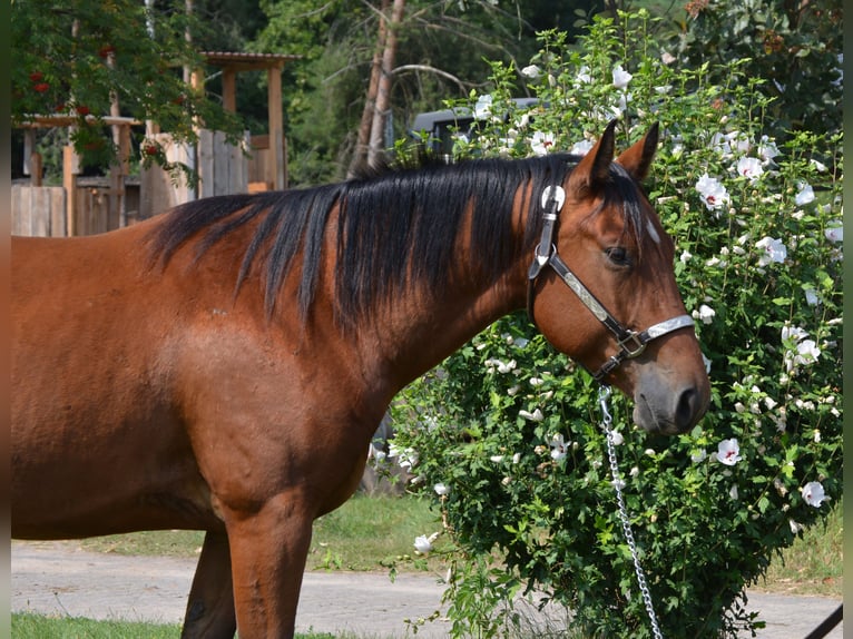 American Quarter Horse Ruin 4 Jaar 155 cm Bruin in Wusterhausen (Dosse)
