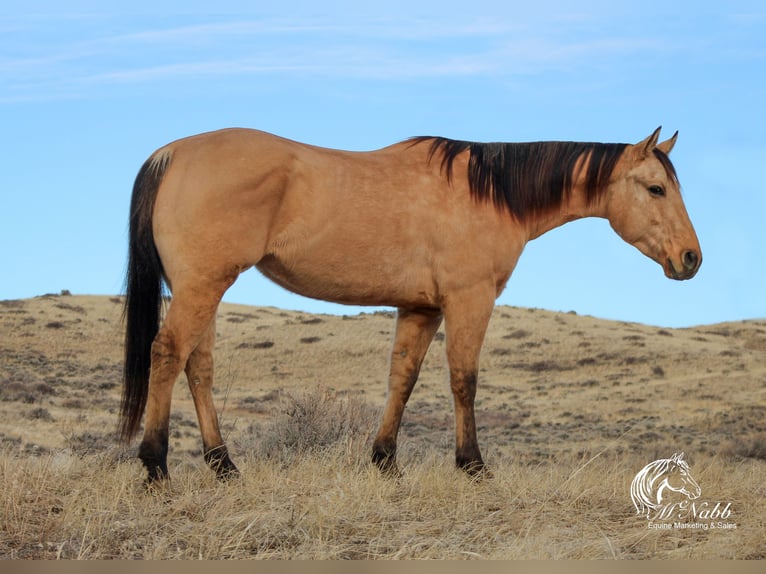 American Quarter Horse Ruin 4 Jaar 155 cm Falbe in Ranchester, WY