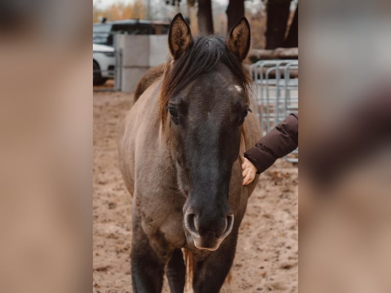 American Quarter Horse Ruin 4 Jaar 155 cm Grullo in Erlauf
