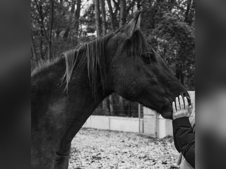 American Quarter Horse Ruin 4 Jaar 155 cm Grullo in Erlauf