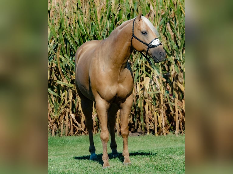 American Quarter Horse Ruin 4 Jaar 155 cm Palomino in Joy, IL