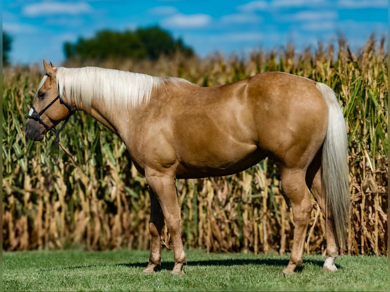 American Quarter Horse Ruin 4 Jaar 155 cm Palomino in Joy, IL