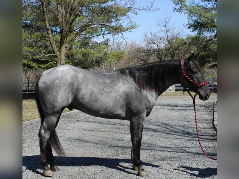 American Quarter Horse Ruin 4 Jaar 155 cm Roan-Blue in Allentown