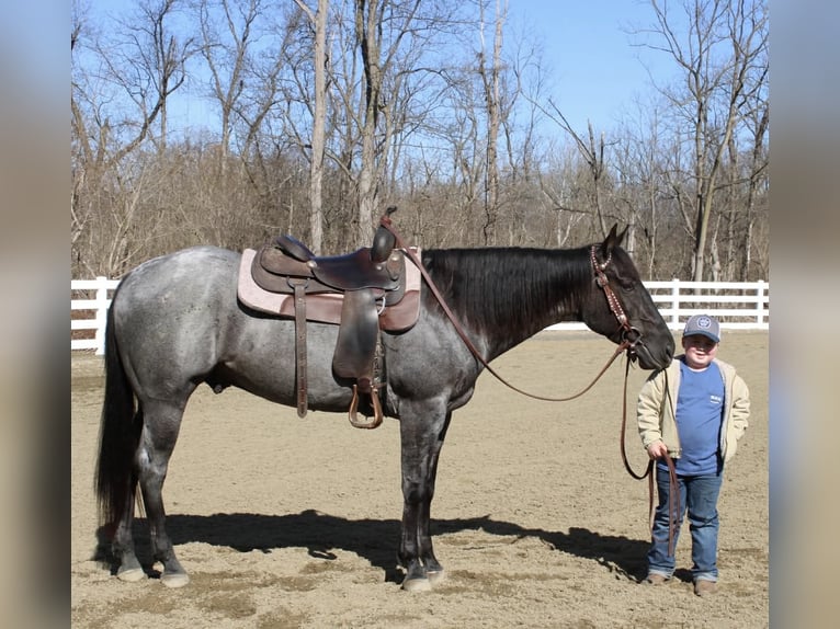 American Quarter Horse Ruin 4 Jaar 155 cm Roan-Blue in Allentown
